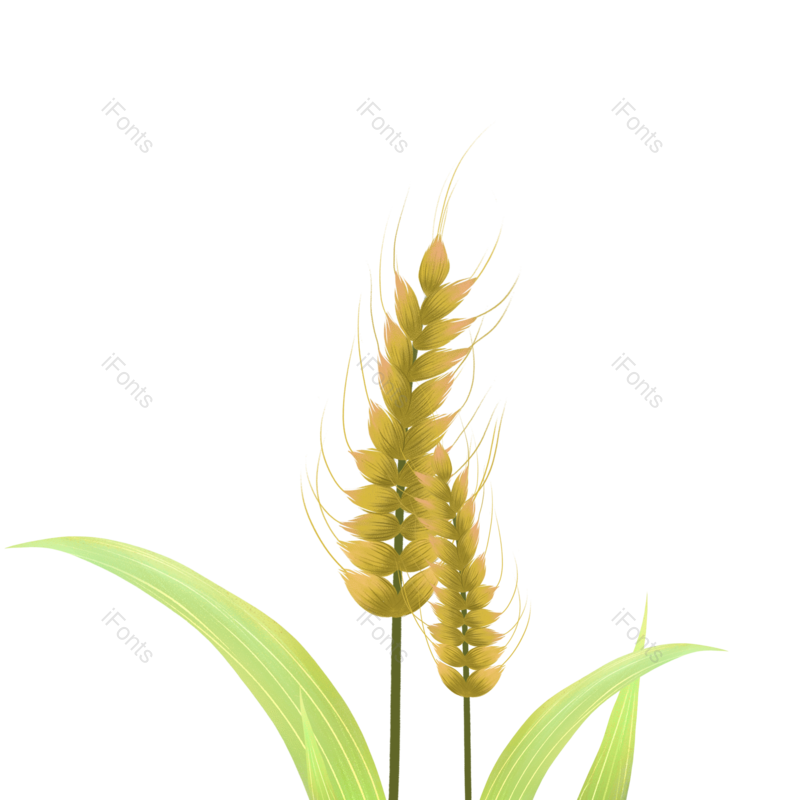 芒种图片,小满元素,秋天PNG,麦子免抠素材